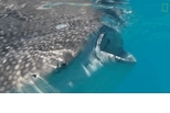 與鯨鯊共游，是愛牠還是害牠？