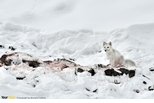 坐在獵物上的北極狐