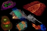 觀察鮮活生物細胞的重大革新：「晶格層光顯微術」