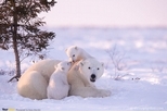 北極熊家庭