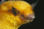 發現新種黃金蝙蝠