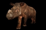 一隻世上僅存無幾的蘇門答臘犀在辛辛那提動物園辭世