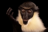奧馬哈動物園：黛安娜鬚猴