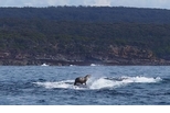 乘「鯨」破浪：搭鯨魚便車的海狗