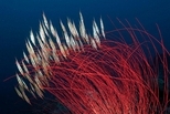 金布灣：條紋蝦魚