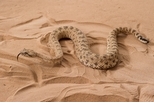 蛇輕鬆爬上沙丘的祕密