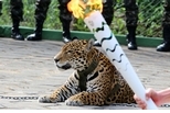 巴西奧運聖火儀式美洲豹亮相    脫逃遭射殺