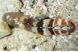 海洋神祕客：幼形隱板石鱉，帶來暖化的訊息