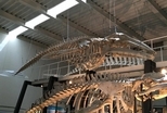台灣的鯨魚化石告訴了我們什麼？（上）