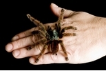 破除謠言：七個關於蟲蟲與蜘蛛的神話