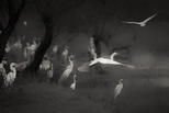 夢幻時分：巴拉特浦的鳥群