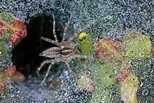 微觀世界：蜘蛛洞