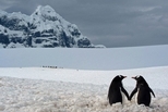 南極：牽手的企鵝