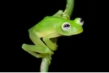 真「蛙」版科米蛙　就在哥斯大黎加