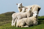 綿羊全家福