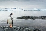 古代的氣候變遷，是否刺激了企鵝的演化？