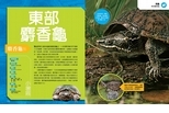 終極爬蟲百科：東部麝香龜