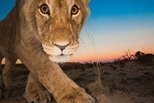 喀拉哈里之獅：瞧那雙眼睛