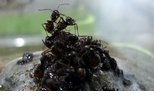 洪水來了，螞蟻如何合作渡過難關？