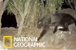 肯亞百餘年來首見罕見黑豹！