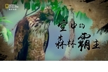 《人鳥之間》系列－空中的森林霸主：熊鷹