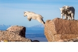 艾凡士峰上的小山羊跳躍練習