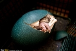 小鴯鶓從孵化器裡的蛋破殼而出