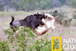 當兩頭年輕的「肉腳」獅子對上牛羚