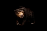 研究發現馬來熊會模仿玩伴表情，就像人一樣