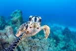 超讚海龜自拍照！