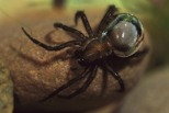 蜘蛛怎麼用氣泡在水下過活？