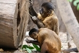 這些猴子在3000年前已邁入自己的「石器時代」！