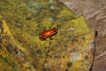 發現指甲大小的新種箭毒蛙