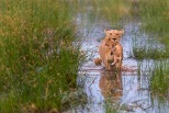母獅帶著兩隻小獅渡水