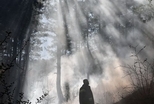 煙霧中的樹林