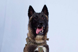 嚴格的軍犬訓練，以及為什麼「柯南」是我們最新的戰爭英雄
