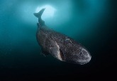 神祕的深海北極鯊魚在加勒比海出沒