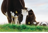 乳業大國紐西蘭對牛到底多執著? 從打嗝到牛奶指紋都要管！