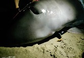 新北八里活體擱淺小抹香鯨 25日凌晨宣告死亡