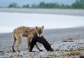 驚人發現：狼會獵捕海獺和海豹