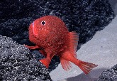 快來見見這種新發現的鮮紅色「走路魚」！