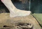 「喪屍腳」如何助科學家防範魟魚螫傷