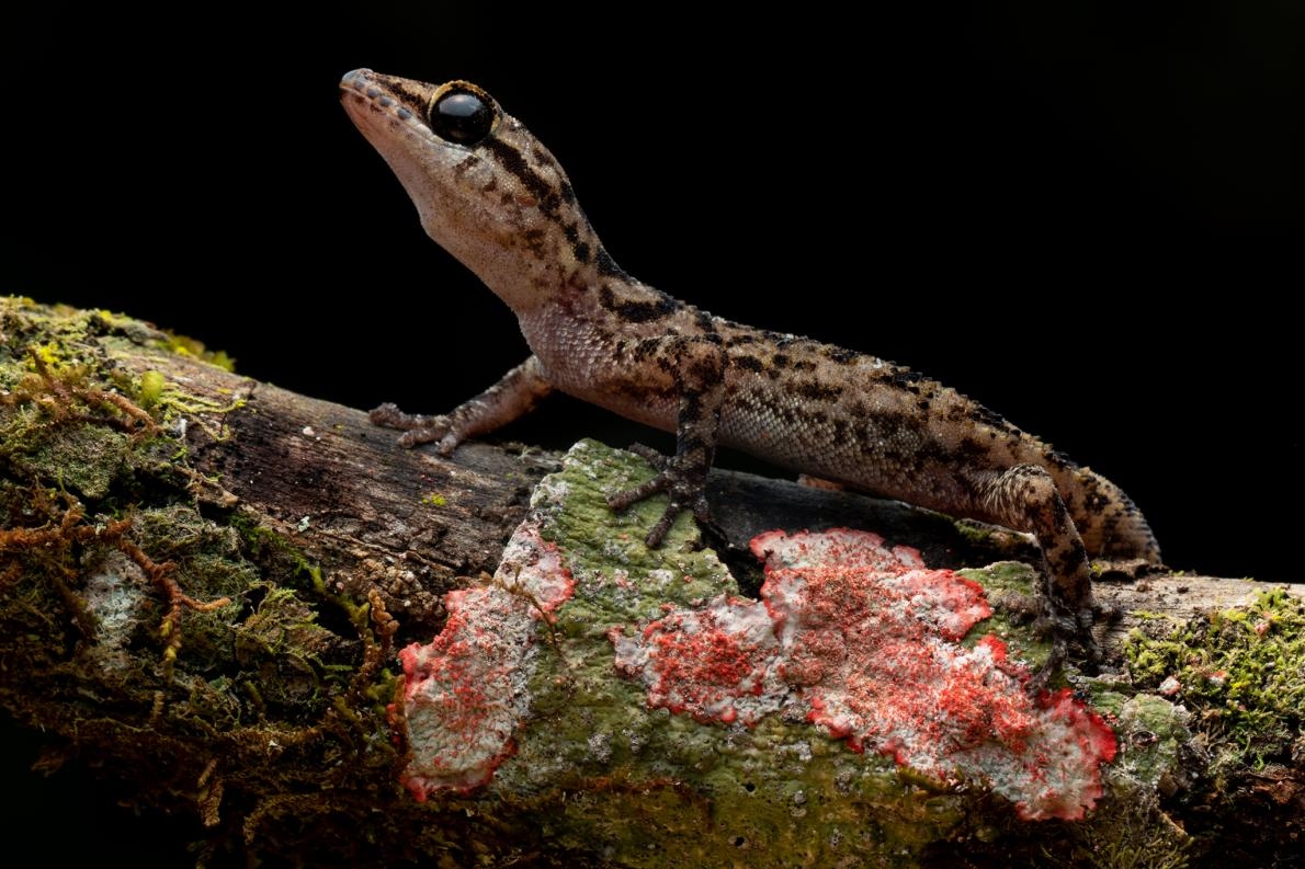沙賓葉趾虎（Sabin's leaf-toed gecko, <i>Phyllodactylus andysabini</i>）只分布在一座火山上，全部棲地面積不足250平方公里。PHOTOGRAPH BY LUCAS BUSTAMANTE  