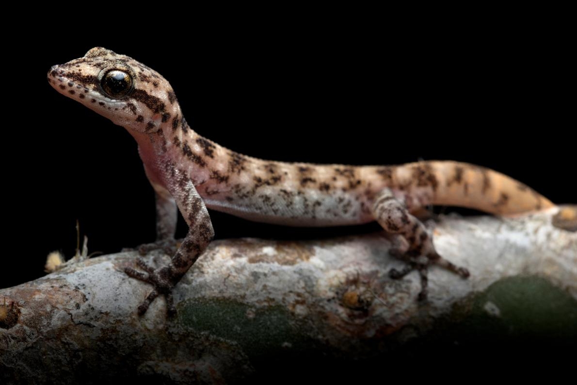一度被認為是另一種壁虎亞種的馬雷斯葉趾虎（Simpson's leaf-toed gecko, Phyllodactylus maresi）現在獨立為一個新種。PHOTOGRAPH BY JOSE VIEIRA