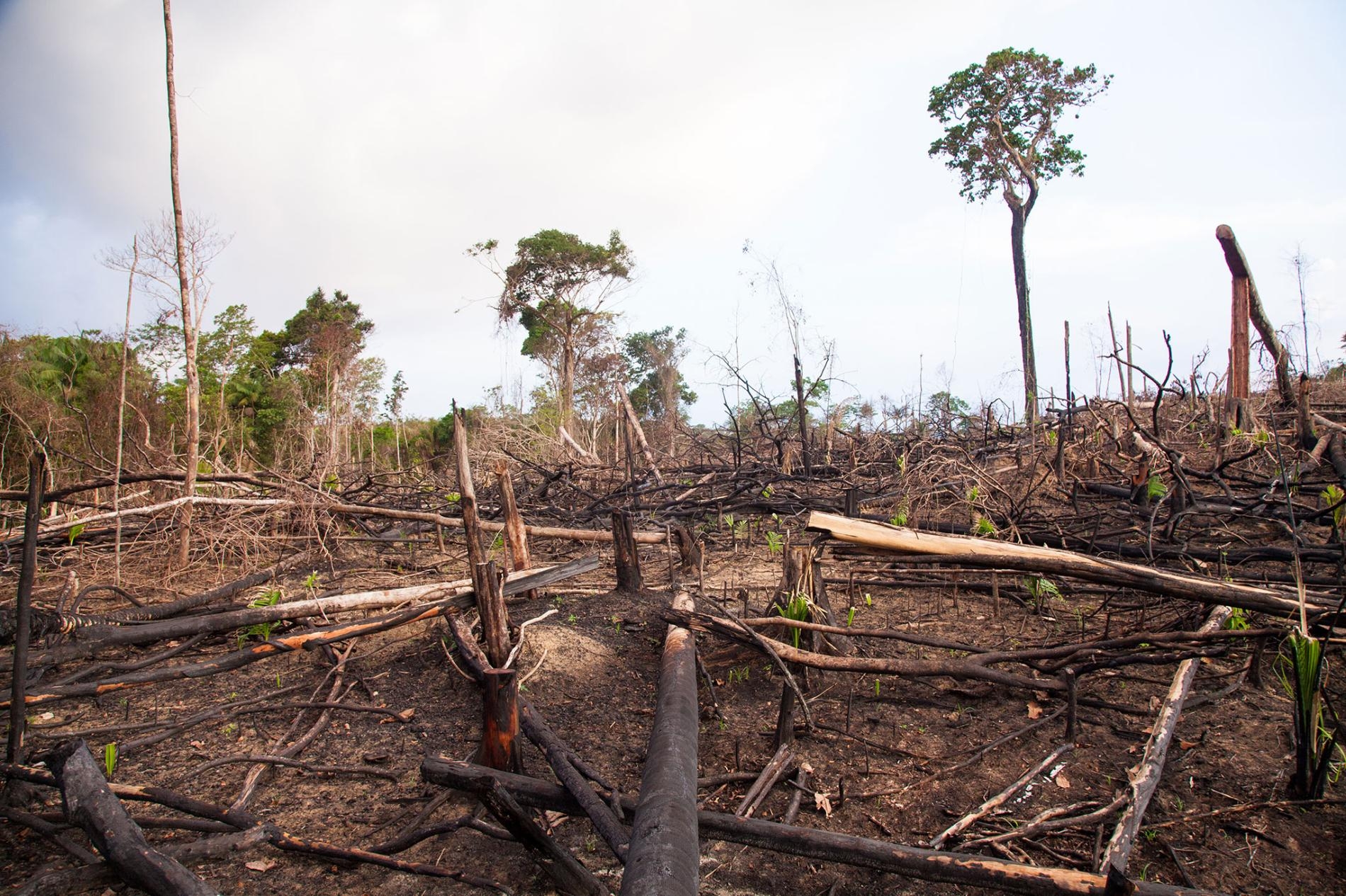 泛亞馬遜公路（Trans-Amazonian Highway）沿途的雨林被砍伐殆盡，準備養牛。像這樣的森林空隙地，跟瘧疾之類傳染病的傳播有關。PHOTOGRAPH BY RICHARD BARNES, NAT GEO IMAGE COLLECTION 
