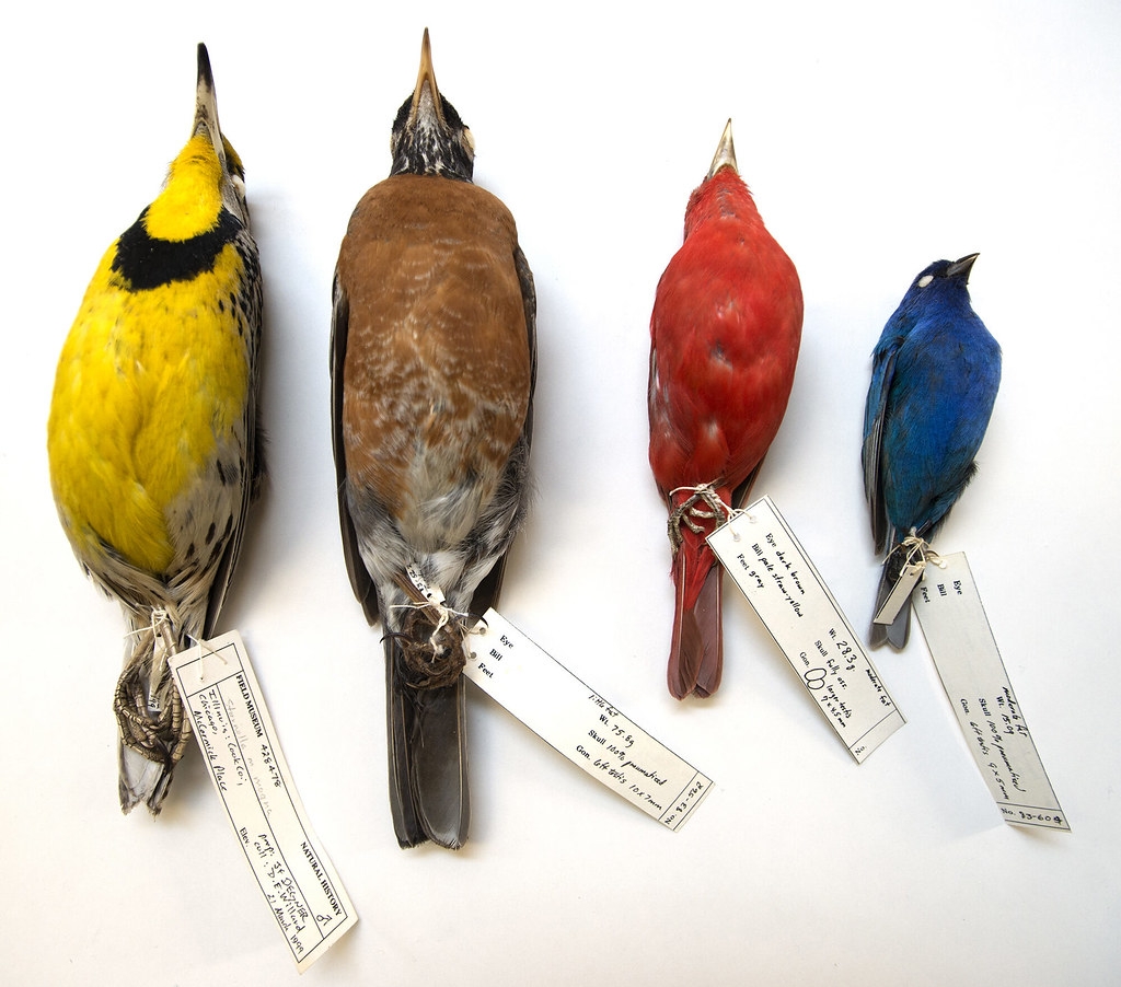 芝加哥麥考密克廣場的窗殺鳥類，標本現蒐藏在菲爾德自然史博物館（Field Museum）。圖片來源：密西根大學新聞稿／Field Museum, Karen Bean.