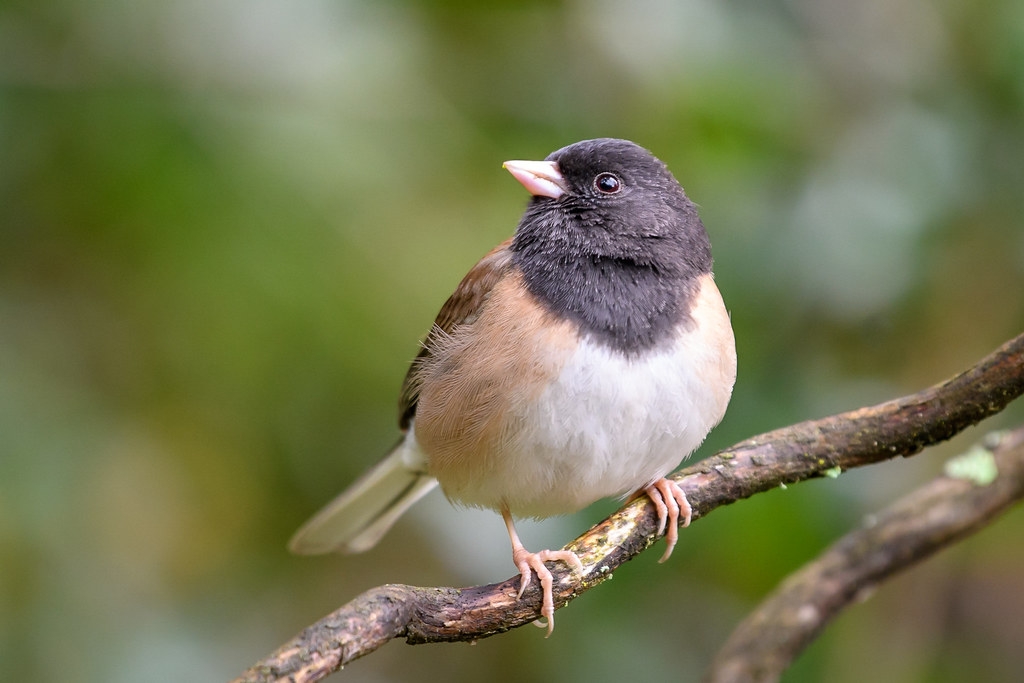 常見鳥類暗眼燈草鵐。照片來源：Becky Matsubara（CC BY 2.0）