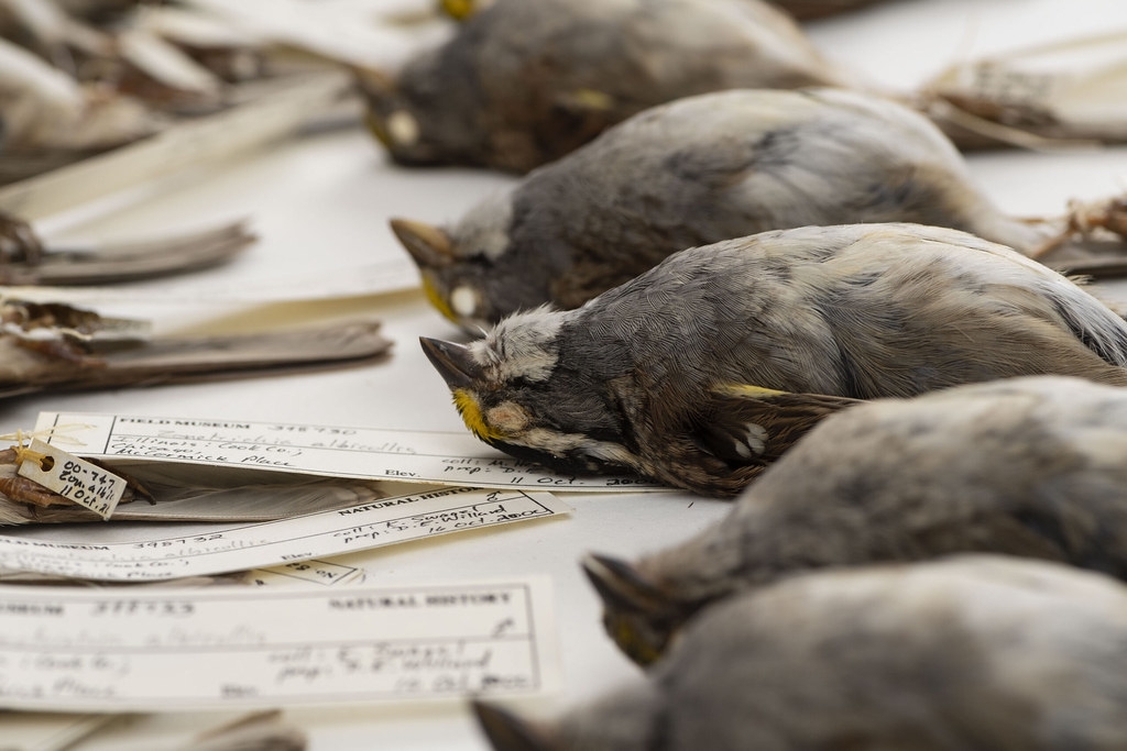 1978-2016年間，由密西根大學主導的大型研究計畫測量了7萬多件鳥類標本。圖片來源：密西根大學新聞稿／Roger Hart/University of Michigan Photography.