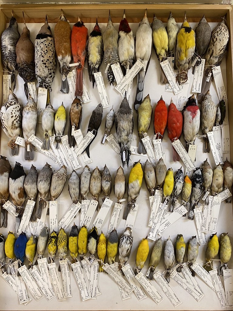 7萬多件鳥類標本的一小部分。圖片來源：密西根大學新聞稿／Field Museum, Ben Marks