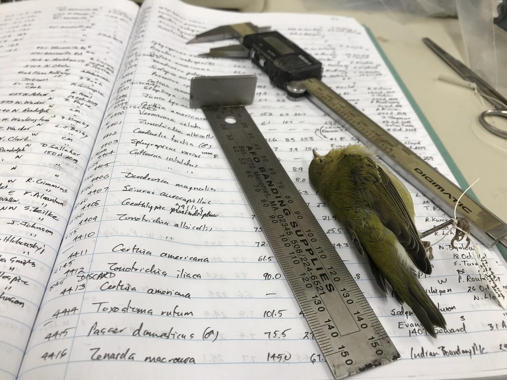 菲爾德自然史博物館鳥類學家大衛．威拉德（David Willard）測量鳥類標本的手寫筆記。圖片來源：密西根大學新聞稿／Field Museum, Kate Golembiewski.